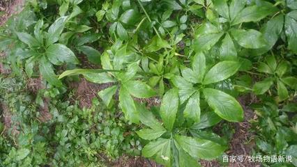 天然植物提取物獸用作用,飼用植物及其提取物在飼料替抗中的應(yīng)用