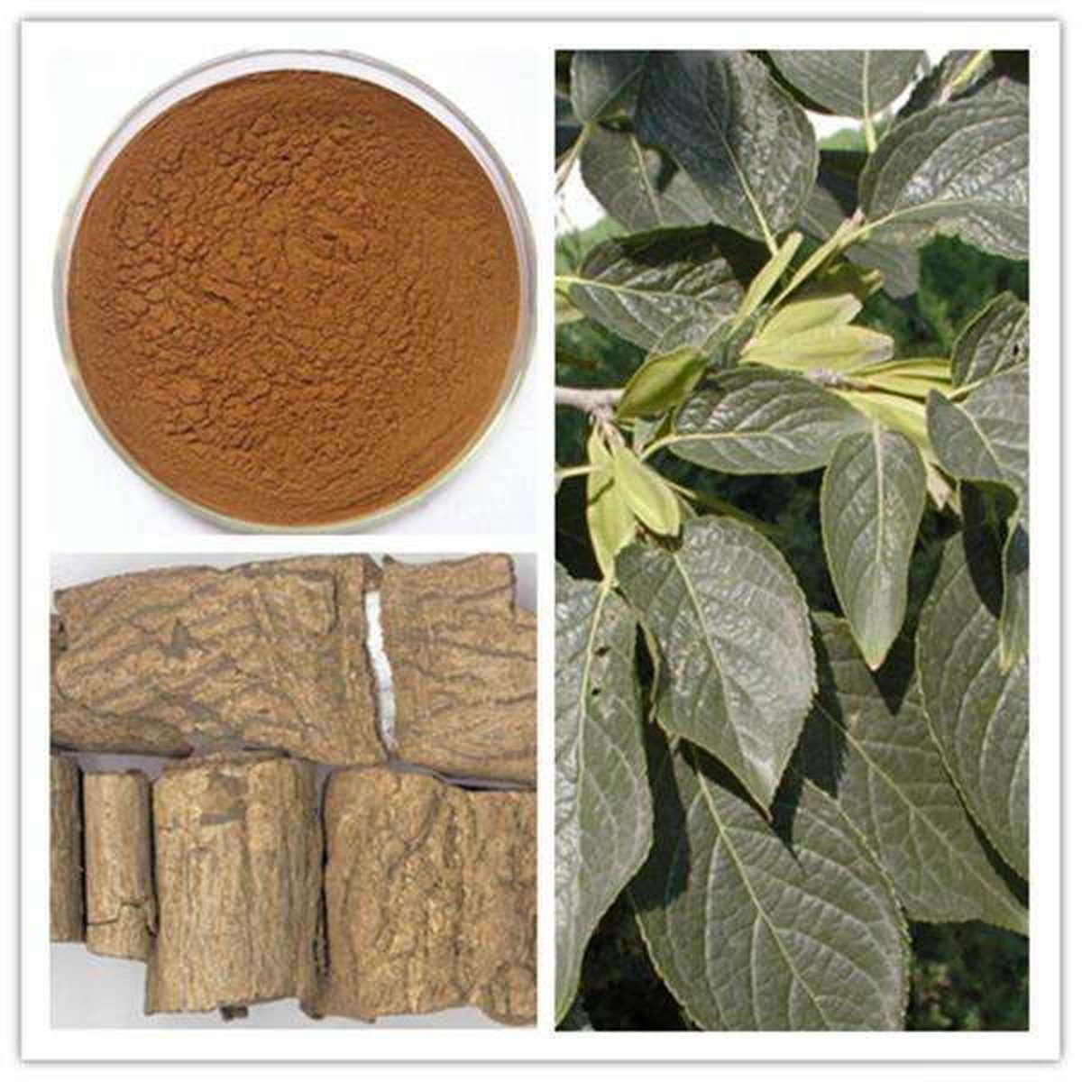 綠色養(yǎng)殖杜仲提取物綠原酸讓你告別抗生素時(shí)代